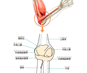 肘の骨と人体のイラスト