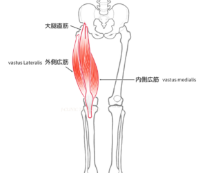 外側広筋と内側広筋のイラスト
