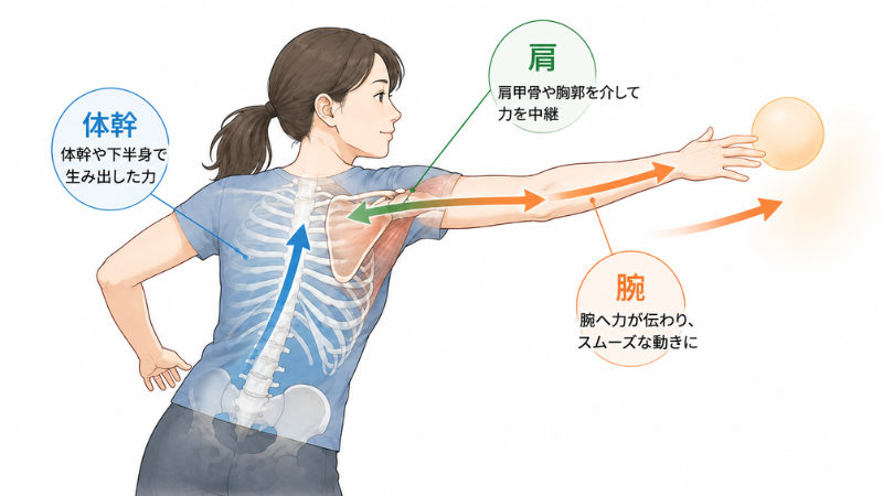 体幹から肩、肩から腕へ力が伝わるイラスト