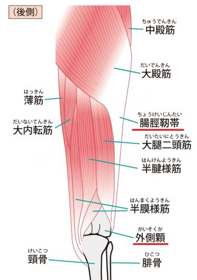 膝関節周辺の筋肉