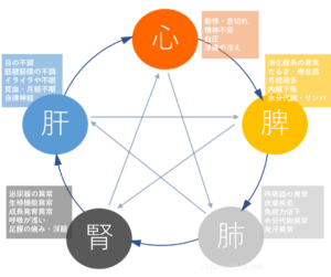中国伝統医学の五臓