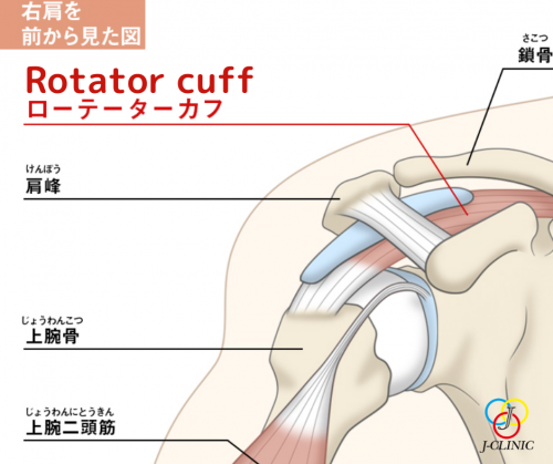 J-CLINIC for treatment of shoulder rotator cuff injuries in Bangkok