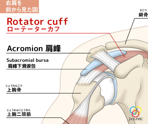 A image of rotator cuff