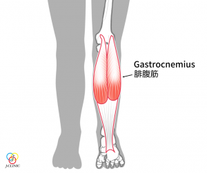 腓腹筋（Gastrocnemius）のイラスト　