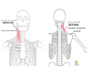 肩甲挙筋と胸鎖乳突筋のイラスト