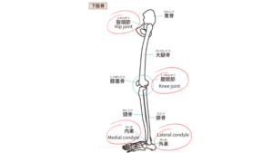 下半身の関節のイラスト、股関節、膝関節、外顆、内果に赤丸がしてある