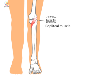 膝窩筋の説明イラスト
