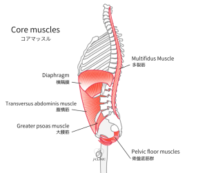 コアマッスルである横隔膜、腹横筋、多裂筋、骨盤底筋群、大腰筋のイラスト