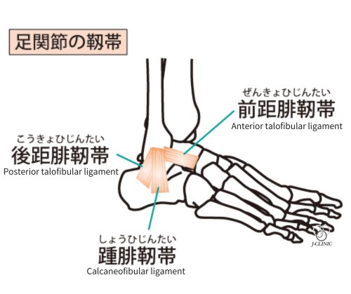 足関節の靭帯のイラスト