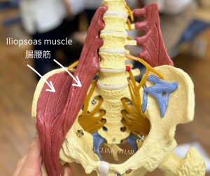 人体模型の腸腰筋の写真