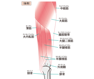 膝の周辺筋のイラスト（後ろ側の筋肉）