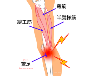 膝の鵞足部のイラスト