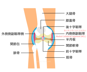 膝の内側側副靭帯のイラスト