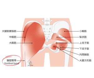 腸脛靭帯のイラスト