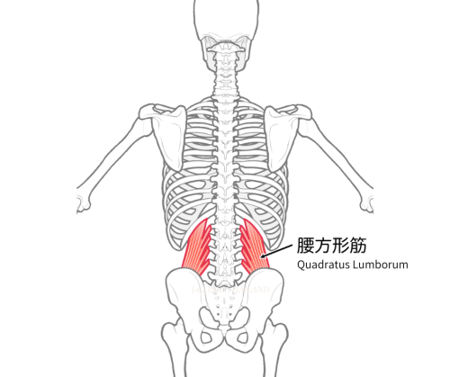 腰方形筋のイラスト