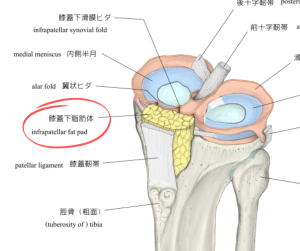 膝蓋下脂肪体のイラスト