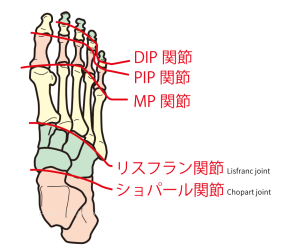 足の裏の関節の説明イラスト