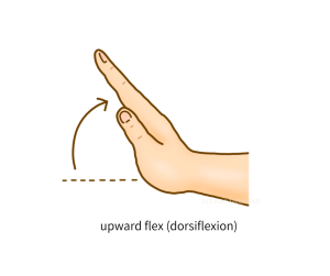 hand upward flex(dorsiflexion)