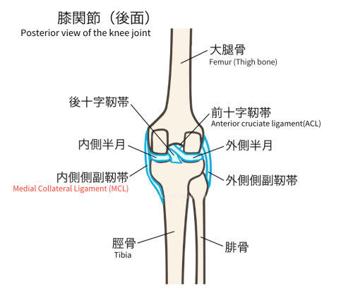 膝内側側副靱帯のイラスト