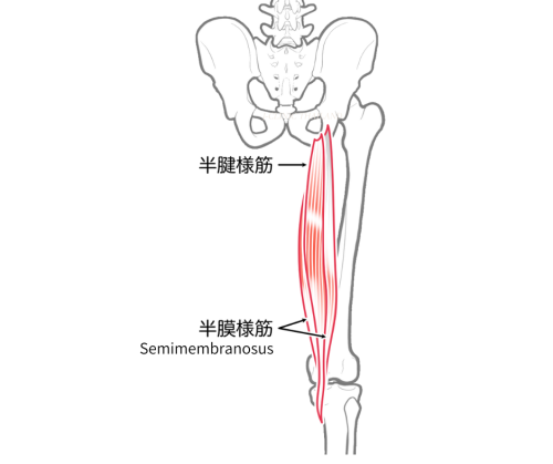 半膜様筋のイラスト