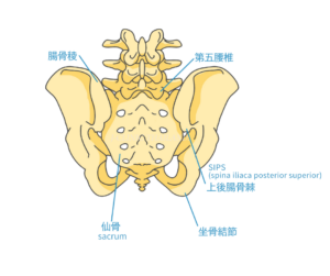 骨盤のイラスト