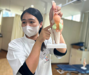 膝関節の模型を手にもって、模型を指さしながら話しているセラピスト