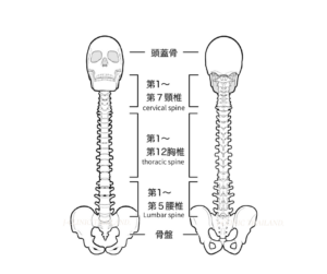 頭蓋骨、頸椎、胸椎、腰椎、骨盤のイラスト