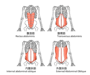 腹直筋、外腹斜筋、内腹斜筋、腹横筋のイラスト