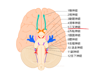 脳と神経のイラスト